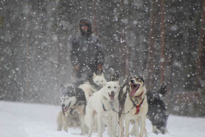 Dog Sledding in Frisco