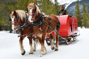 Sleigh Rides in Telluride